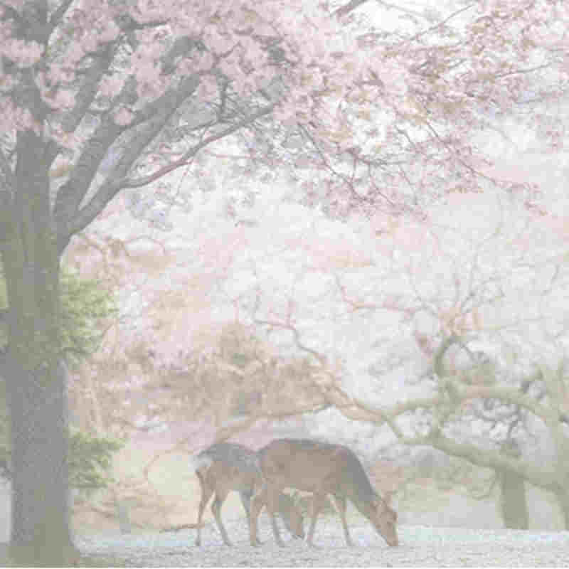 台風で日本の有名な桜が早く咲く